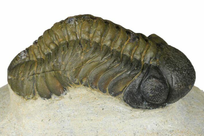 Bargain, Austerops Trilobite - Visible Eye Facets #186732